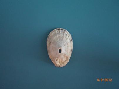 ancora un fissurellidae